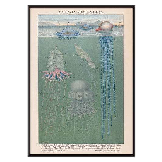 Scientific illustration and poster of marine polyps and jellyfish titled Swimming Polyps by The Institute Of Liepzig wall decor, with black aluminium frame on white background