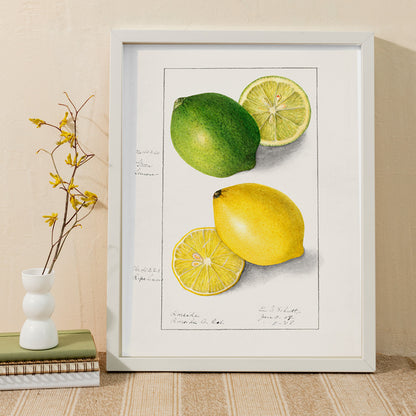 Botanical illustration and poster of green and yellow lemons with slices by Ellen Isham Schutt titled Lemons Citrus Limon, framed and displayed in home decor