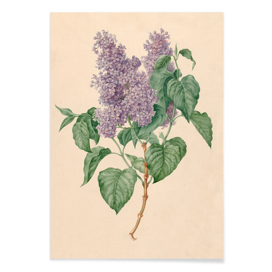 Botanical illustration poster of purple lilacs with green leaves titled Purple Lilacs by Maria Geertruida Barbiers-Snabilie, with black aluminium frame on white background