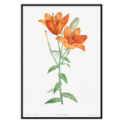Orange bulbous lily botanical illustration poster from La botanique de J J Rousseau by Pierre Joseph Redoute, with black aluminium frame on white background