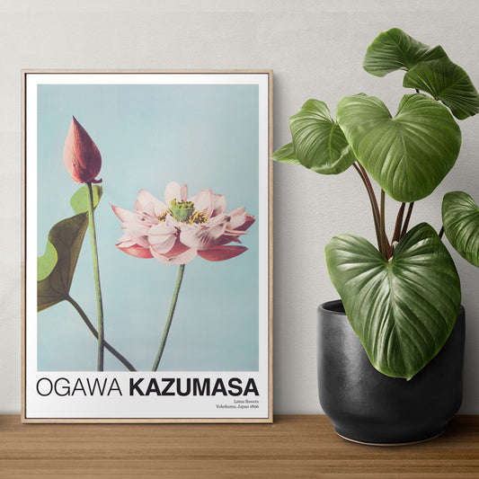 Ogawa Kazumasa Lotus Flowers photomechanical print and poster featuring delicate pink blooms on a light blue background, framed and displayed in home decor