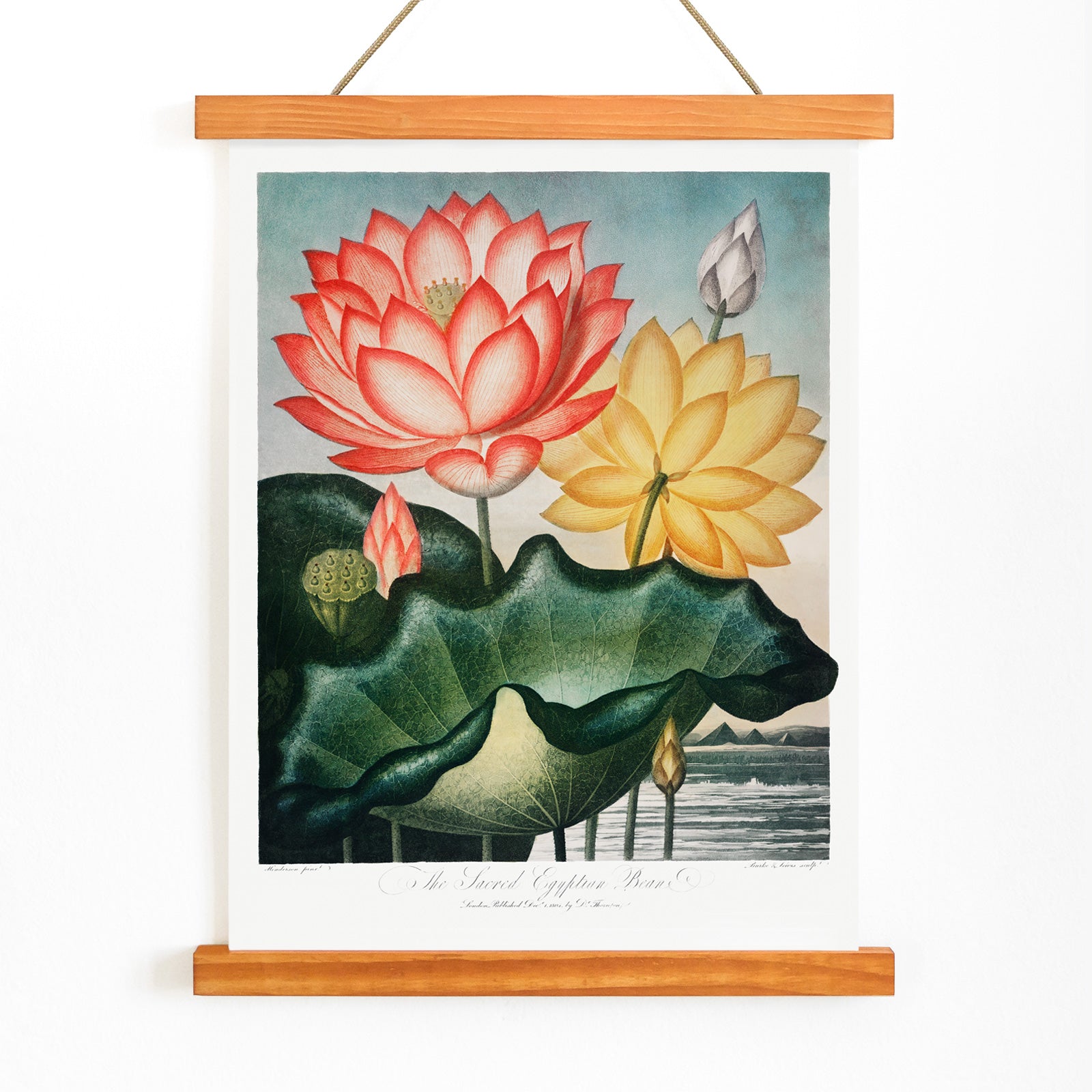 Botanical illustration and poster of vibrant red and yellow lotus flowers with large green leaves The Sacred Egyptian Bean from The Temple of Flora by Robert John Thornton, with wooden magnetic frame on white background