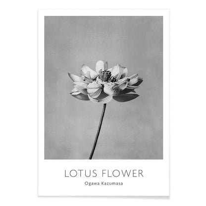 Monochrome lotus flower photography artwork by Ogawa Kazumasa minimal botanical wall art poster, with black aluminium frame on white background