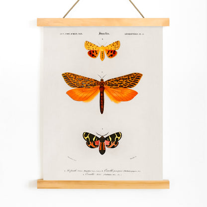 Colorful moth species illustrated by Charles Dessalines D Orbigny poster featuring different types of moths artwork, with wooden magnetic frame on white background