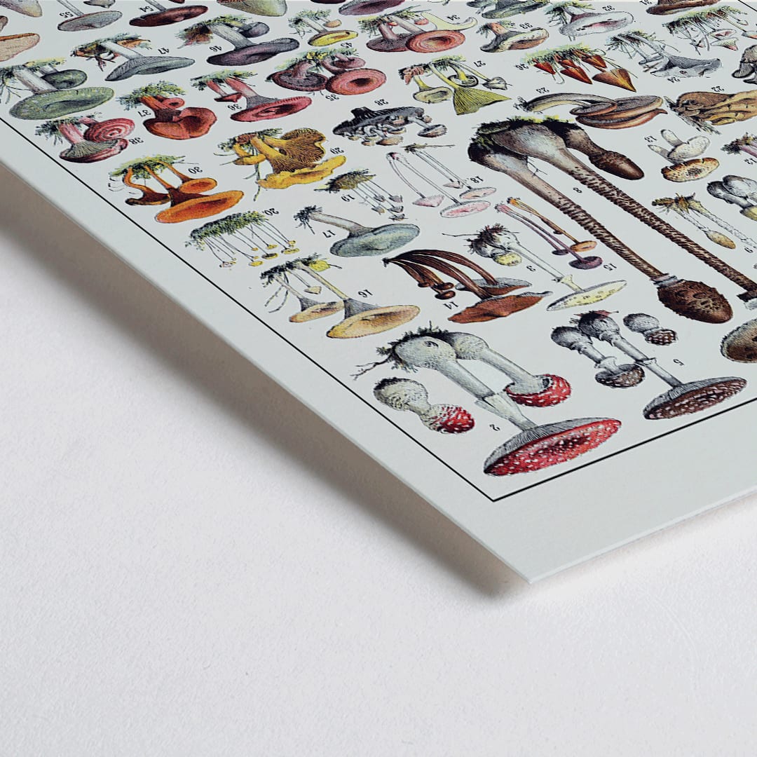 Closeup detail of Mushrooms colour plate 2 by Editions Larousse featuring various mushroom illustrations and species
