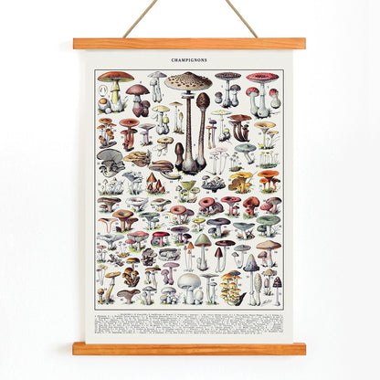 Mushrooms colour plate 2 by Editions Larousse featuring various mushroom illustrations and species, with wooden magnetic frame on white background