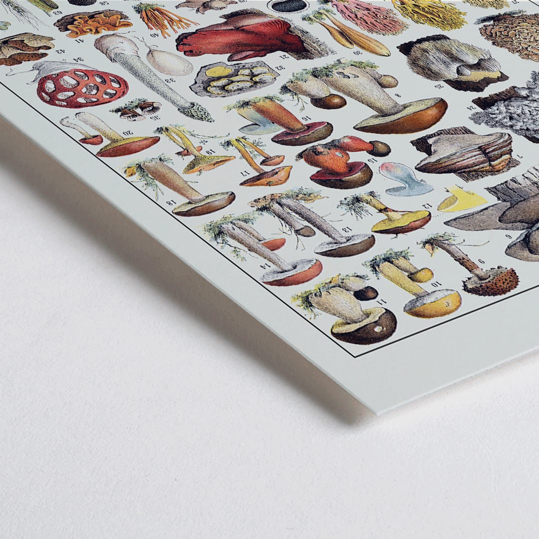 Closeup detail of Colorful illustrated poster of various mushroom species by Editions Larousse titled Mushrooms colour plate 1