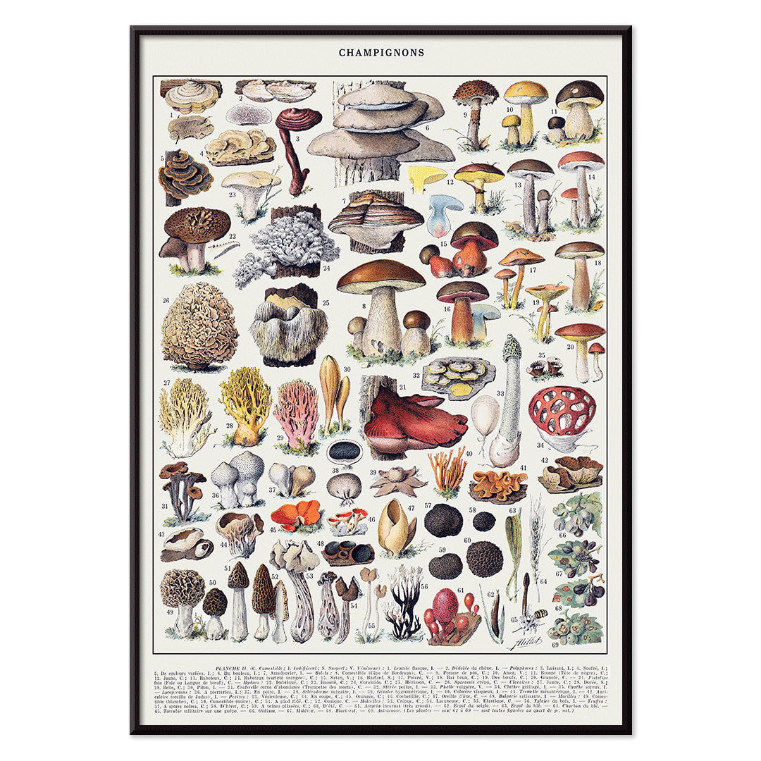 Colorful illustrated poster of various mushroom species by Editions Larousse titled Mushrooms colour plate 1, with black aluminium frame on white background