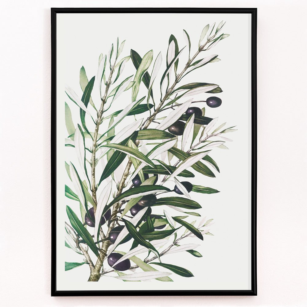 Closeup detail of Olive branches botanical illustration and poster with green leaves and black olives by L Prang and Co from Picture Collection wall decor