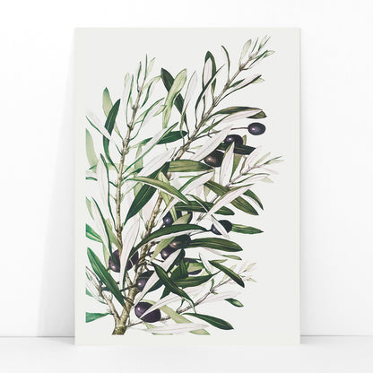 Olive branches botanical illustration and poster with green leaves and black olives by L Prang and Co from Picture Collection wall decor, framed and displayed in modern living room decor