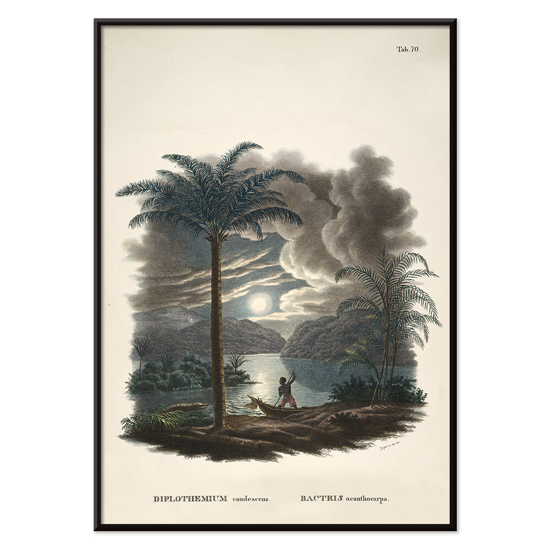 Tropical landscape with palm trees and river at sunset with canoe by Carl Friedrich Philipp von Martius from Historia Naturalis Palmarum Bactris acanthocarpa, with black aluminium frame on white background