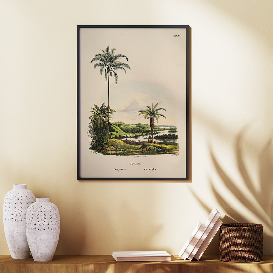 Botanical illustration and poster of palm trees in tropical landscape Cocos Schizophylla by Carl Friedrich Philipp von Martius botanical art, framed and displayed in home decor