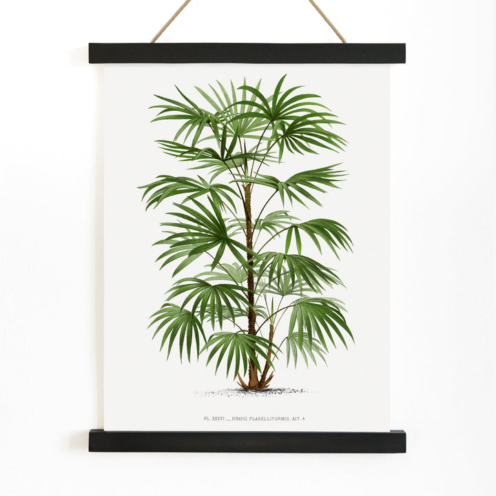 Botanical illustration poster of a palm tree from Les Palmiers Histoire Iconographique by Oswald de Kerchove de Denterghem, with wooden magnetic frame on white background