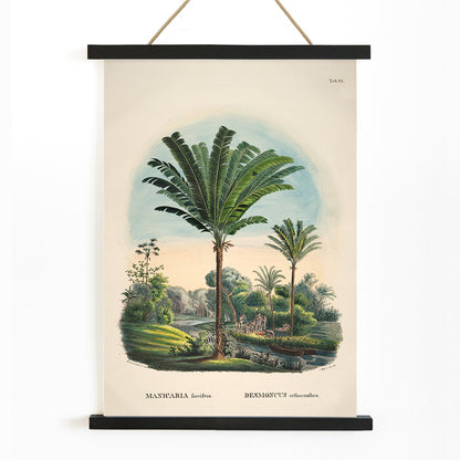 Tropical palm trees and river landscape illustration poster featuring Desmoncus orthacanthos artwork from Historia Naturalis Palmarum by Carl Friedrich Philipp von Martius, with wooden magnetic frame on white background