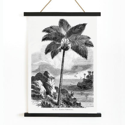 Palm tree illustration and poster by Oswald de Kerchove de Denterghem from Les Palmiers Histoire Iconographique, with wooden magnetic frame on white background