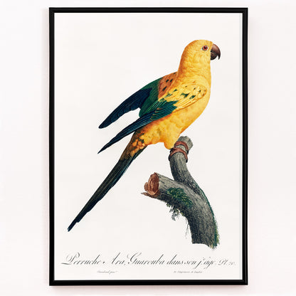 Closeup detail of Colorful Sun Parakeet perched on branch illustration by Francois Levaillant from Natural History of Parrots artwork poster