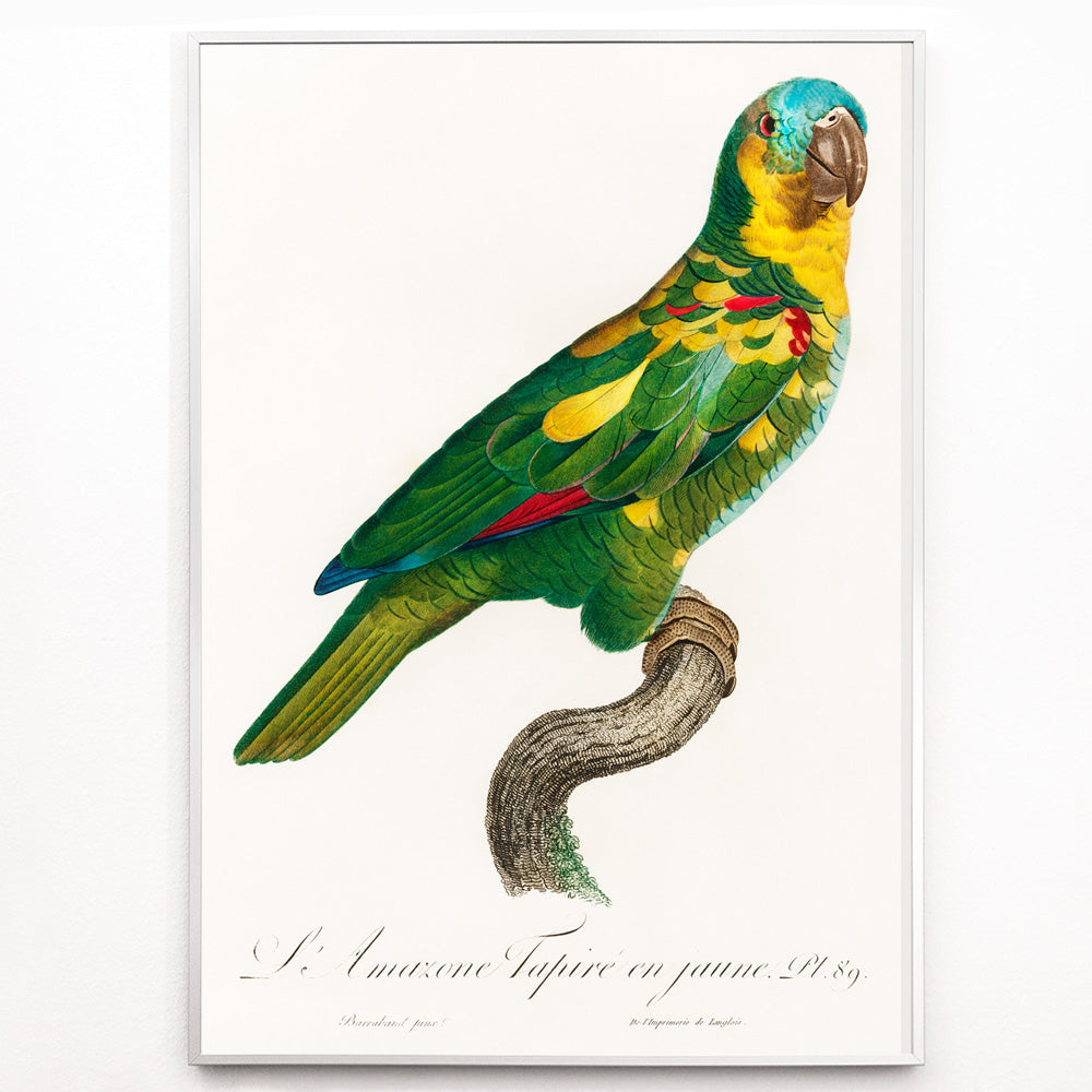 Closeup detail of Turquoise Fronted Amazon Amazona aestiva illustration and poster by Francois Levaillant featuring a colorful parrot perched on a branch from Natural History of Parrots