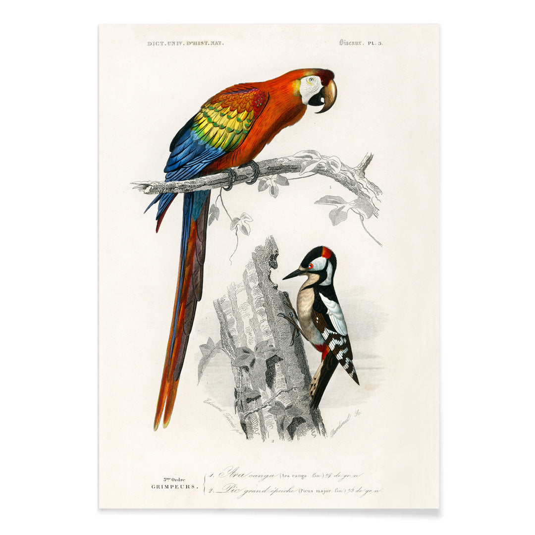 Colorful parrot and woodpecker perched on branches illustrated by Charles Dessalines D Orbigny poster of different types of colorful birds, with black aluminium frame on white background