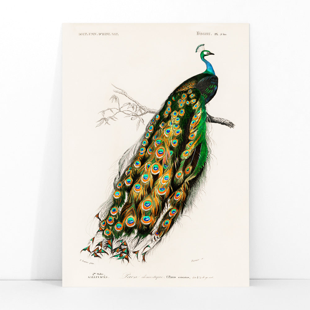 Indian peafowl Pavo Cristatus with vibrant feathers perched on a branch illustrated by Charles Dessalines D Orbigny artwork poster, framed and displayed in modern living room decor