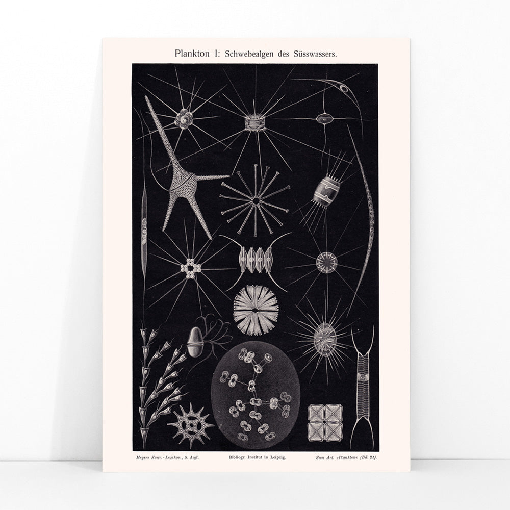 Detailed black and white illustration of freshwater plankton organisms scientific artwork Plankton II by The Institute of Liepzig poster, framed and displayed in modern living room decor