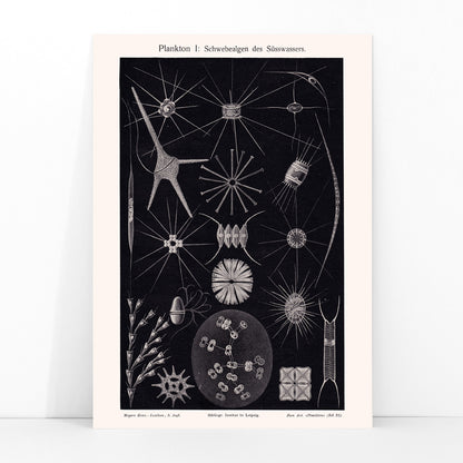 Detailed black and white illustration of freshwater plankton organisms scientific artwork Plankton II by The Institute of Liepzig poster, framed and displayed in modern living room decor