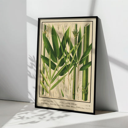 Botanical illustration and labeled poster of bamboo species by Yasuyoshi Shirasawa from Icones of the bamboos of Japan Nihon chikurui zufu Pl 08, framed and displayed in home decor