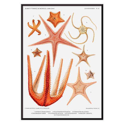 Starfish varieties set illustration from Resultats des Campagnes Scientifiques by Albert I Prince of Monaco scientific poster, with black aluminium frame on white background
