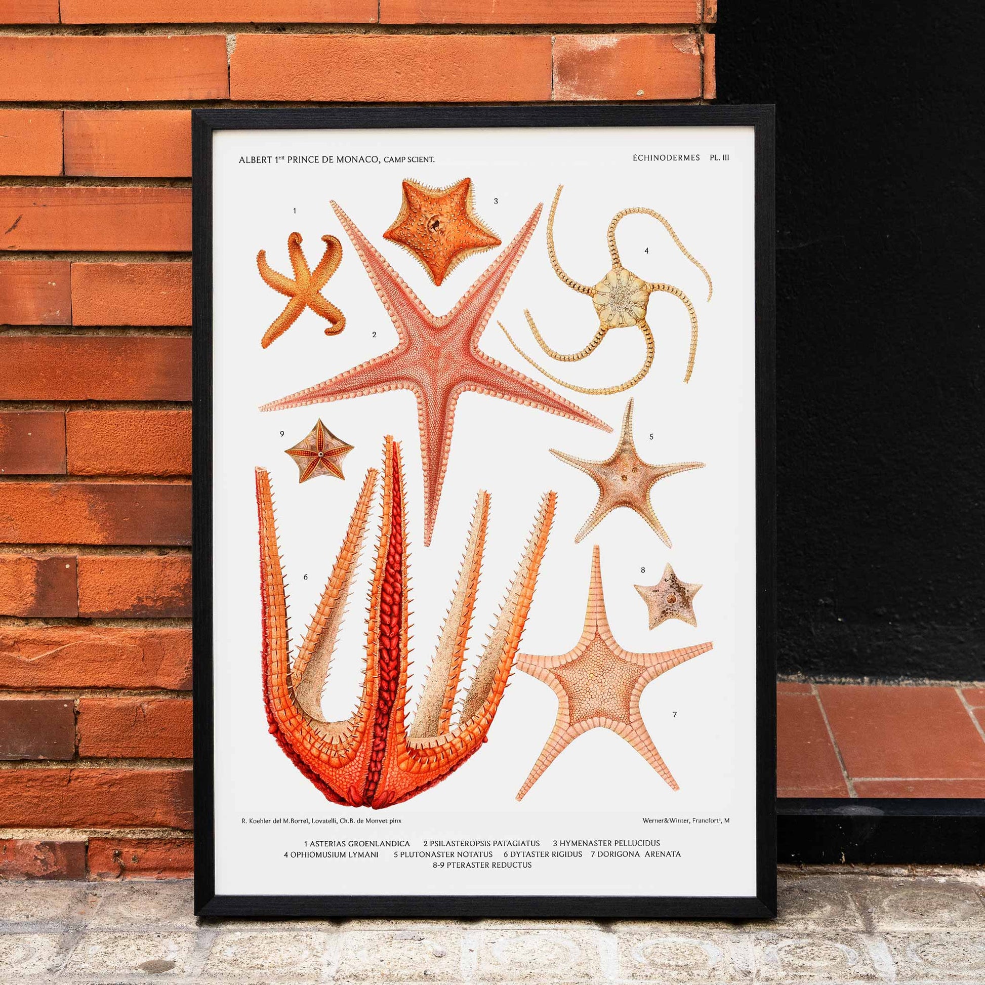Starfish varieties set illustration from Resultats des Campagnes Scientifiques by Albert I Prince of Monaco scientific poster, framed and displayed in home decor