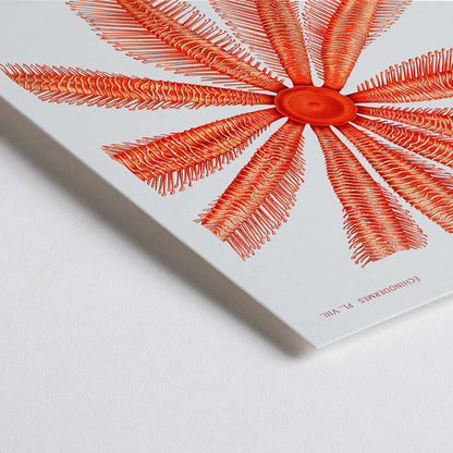 Closeup detail of Brisingidae starfish illustration by Albert I Prince of Monaco from Resultats des Campagnes Scientifiques poster and framed artwork