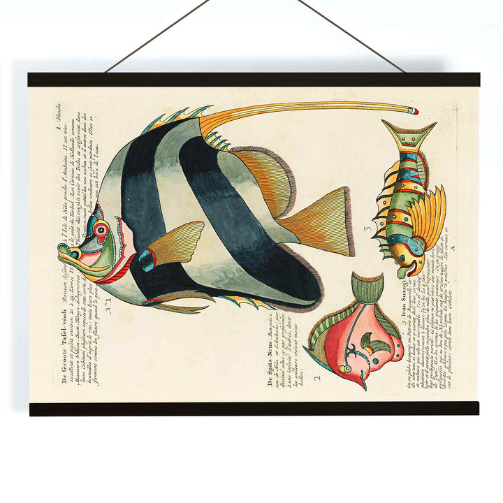 Colourful surreal fish illustrations and poster by Louis Renard from Histoire naturelle des plus rares curiositez de la mer des Indes, with wooden magnetic frame on white background