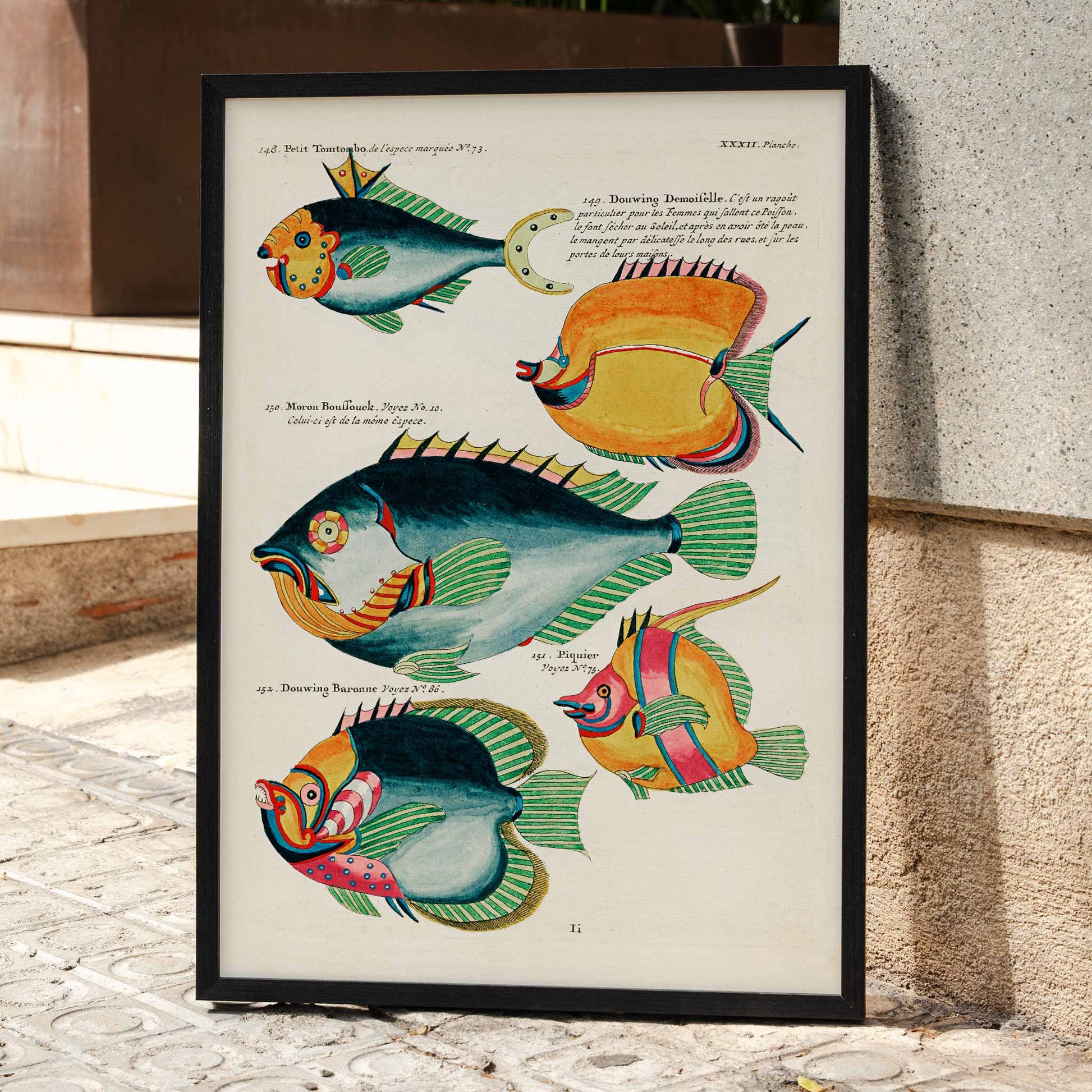 Colorful surreal fish illustrations from Histoire naturelle des plus rares curiositez by Louis Renard featuring exotic marine life of Moluccas and East Indies poster, framed and displayed in modern living room decor