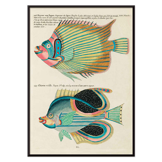 Colorful surreal fish illustrations poster by Louis Renard from Histoire naturelle des plus rares curiositez de la mer des Indes Moluccas and East Indies, with black aluminium frame on white background