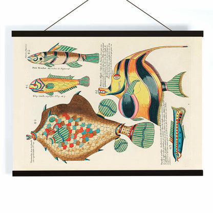 Colourful surreal fish illustrations by Louis Renard from Histoire naturelle des plus rares curiositez de la mer des Indes poster, with wooden magnetic frame on white background