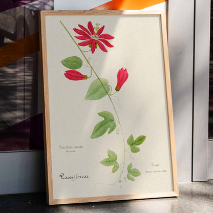 Botanical illustration of Passiflora coccinea red granadilla flower with green leaves and stems by Red Granadilla and Anonymous, framed and displayed in home decor