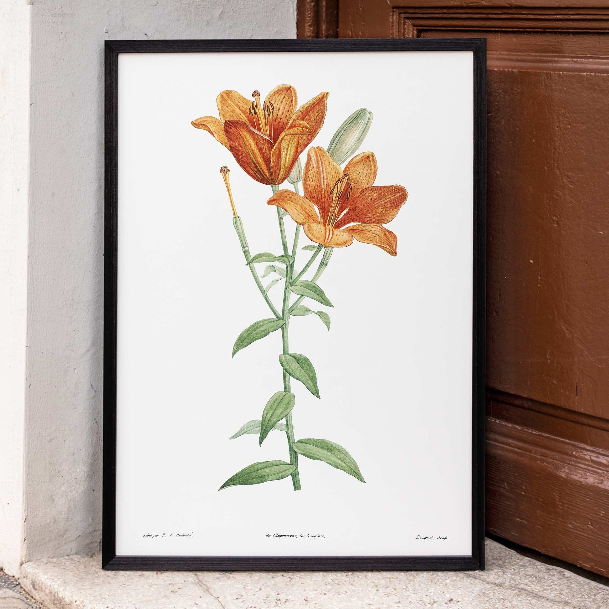 Orange bulbous lily botanical illustration poster from La botanique de J J Rousseau by Pierre Joseph Redoute, framed and displayed in home decor