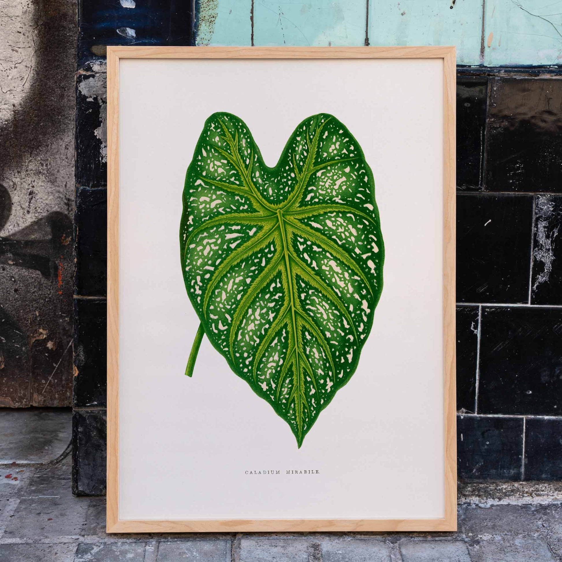 Green Caladium Mirabile botanical illustration poster by Benjamin Fawsett from Les Plantes a Feuillage Colore, framed and displayed in home decor