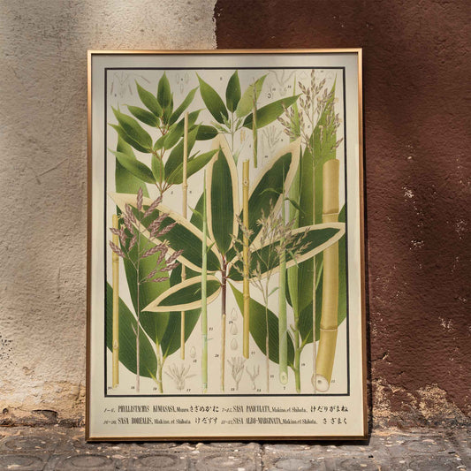 Botanical illustration and poster of various bamboo species from Japan by Yasuyoshi Shirasawa Icones of the bamboos of Japan Nihon chikurui zufu Pl 11 detailed botanical artwork, framed and displayed in home decor
