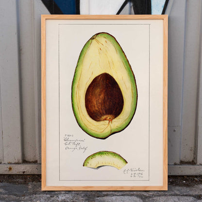 Botanical illustration of avocado fruit and sliced avocado by Amanda Almira Newton Avocado Persea wall art decor poster, framed and displayed in home decor