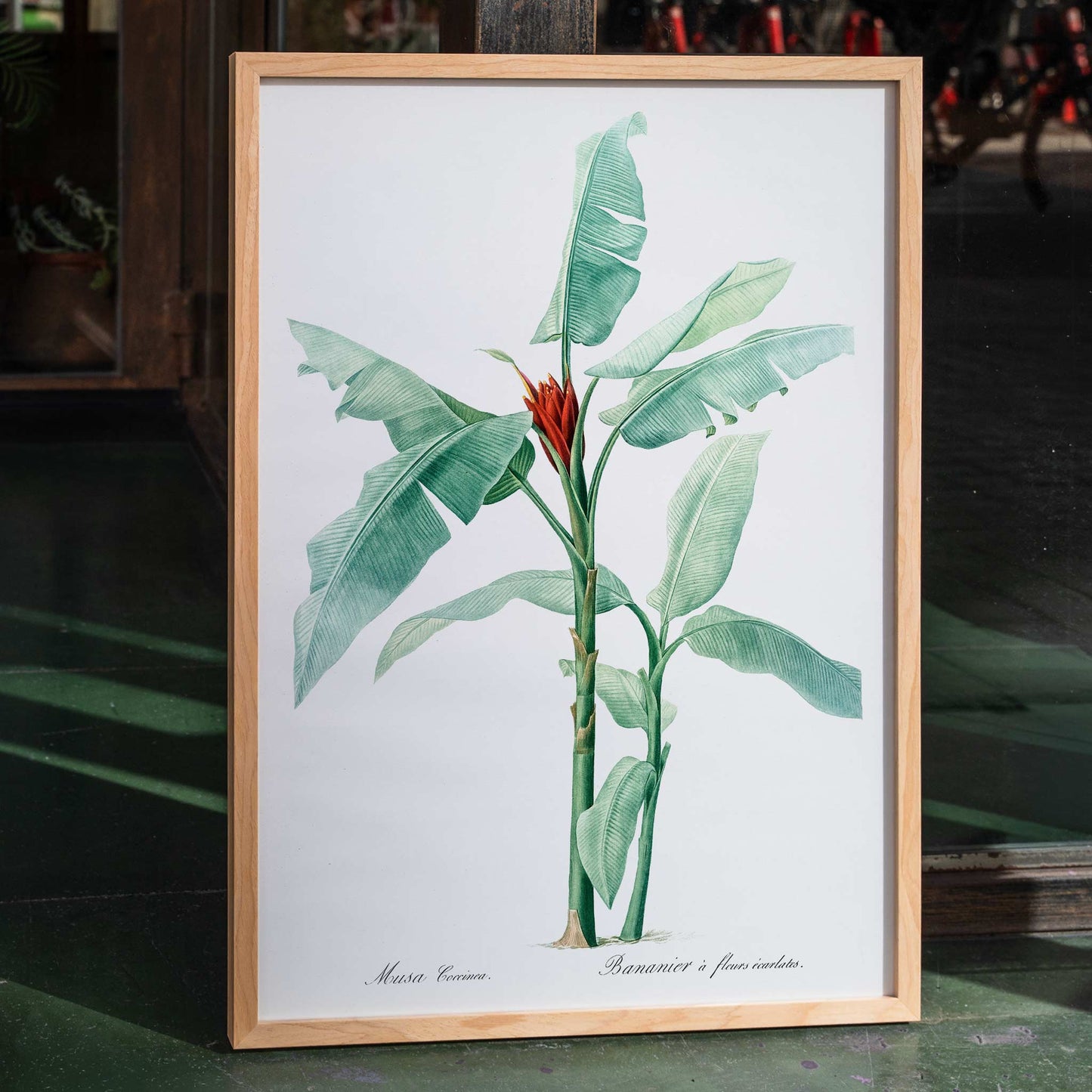 Scarlet banana plant botanical illustration by Pierre Joseph Redoute from Les liliacees poster artwork, framed and displayed in home decor