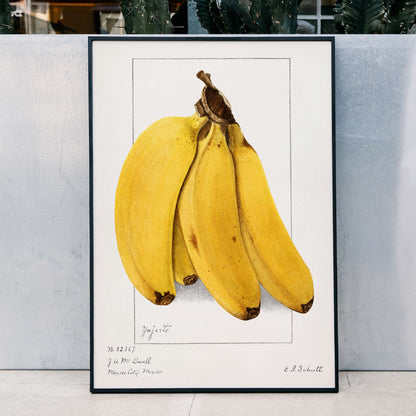 Botanical artwork of ripe yellow bananas Musa by Ellen Isham Schutt realistic illustration and poster suitable for botanical decor, framed and displayed in home decor
