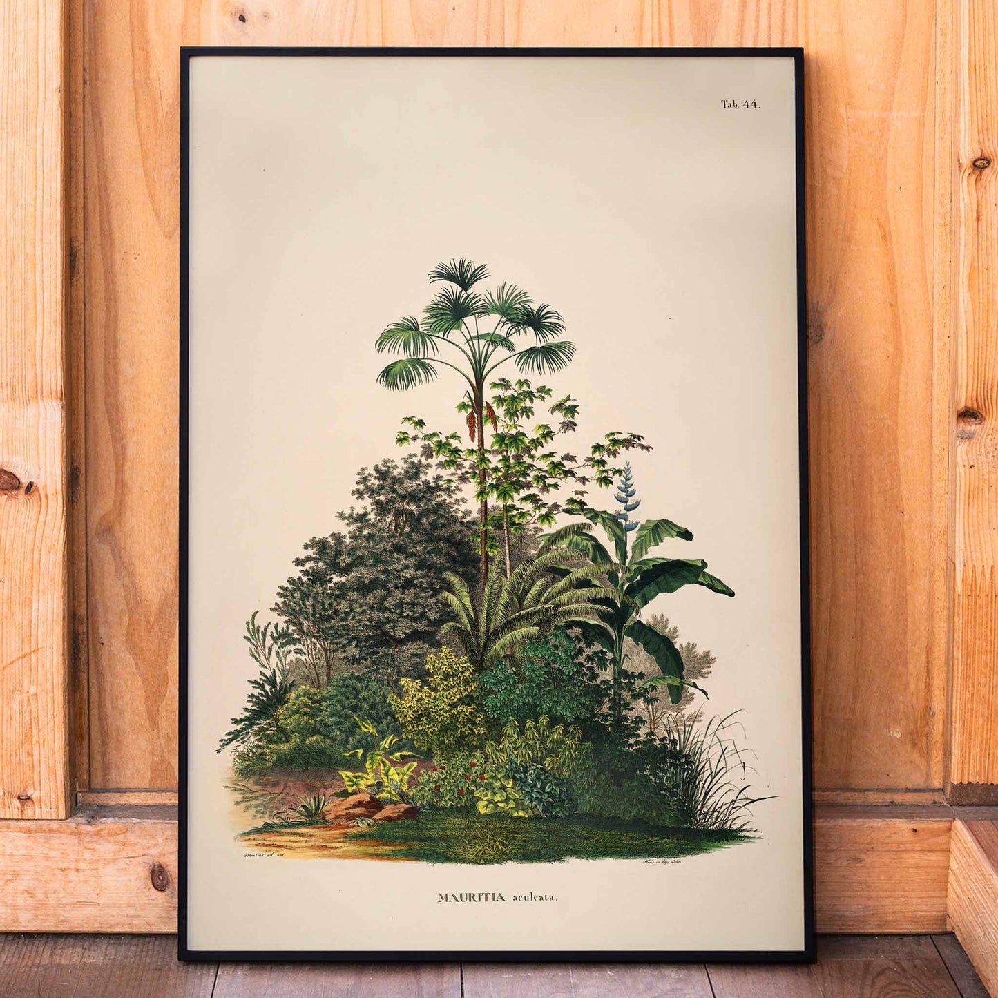 Botanical illustration poster of Mauritia Armata from Historia Naturalis Palmarum by Carl Friedrich Philipp von Martius featuring detailed tropical plants, framed and displayed in home decor