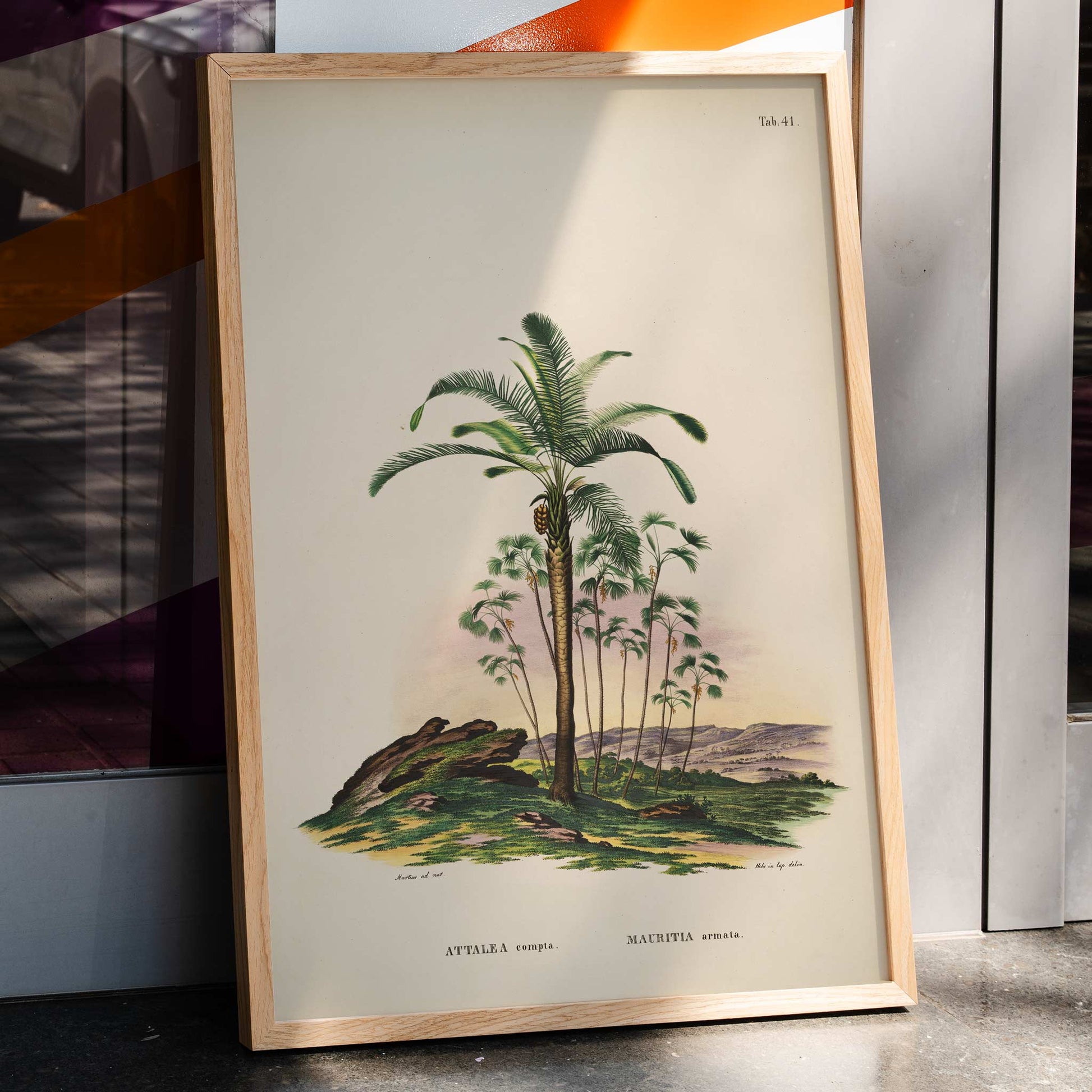Botanical illustration of Attalea compta palm trees by Carl Friedrich Philipp von Martius from Historia Naturalis Palmarum artwork poster, framed and displayed in home decor