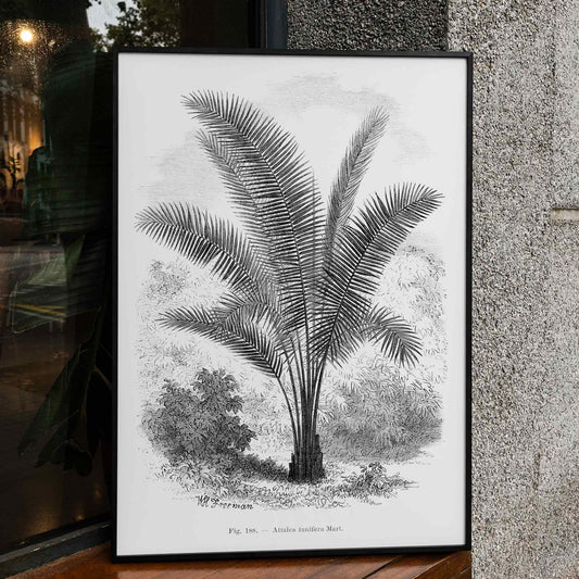 Vintage palm tree illustration poster by Oswald de Kerchove de Denterghem from Les Palmiers Histoire Iconographique, framed and displayed in home decor