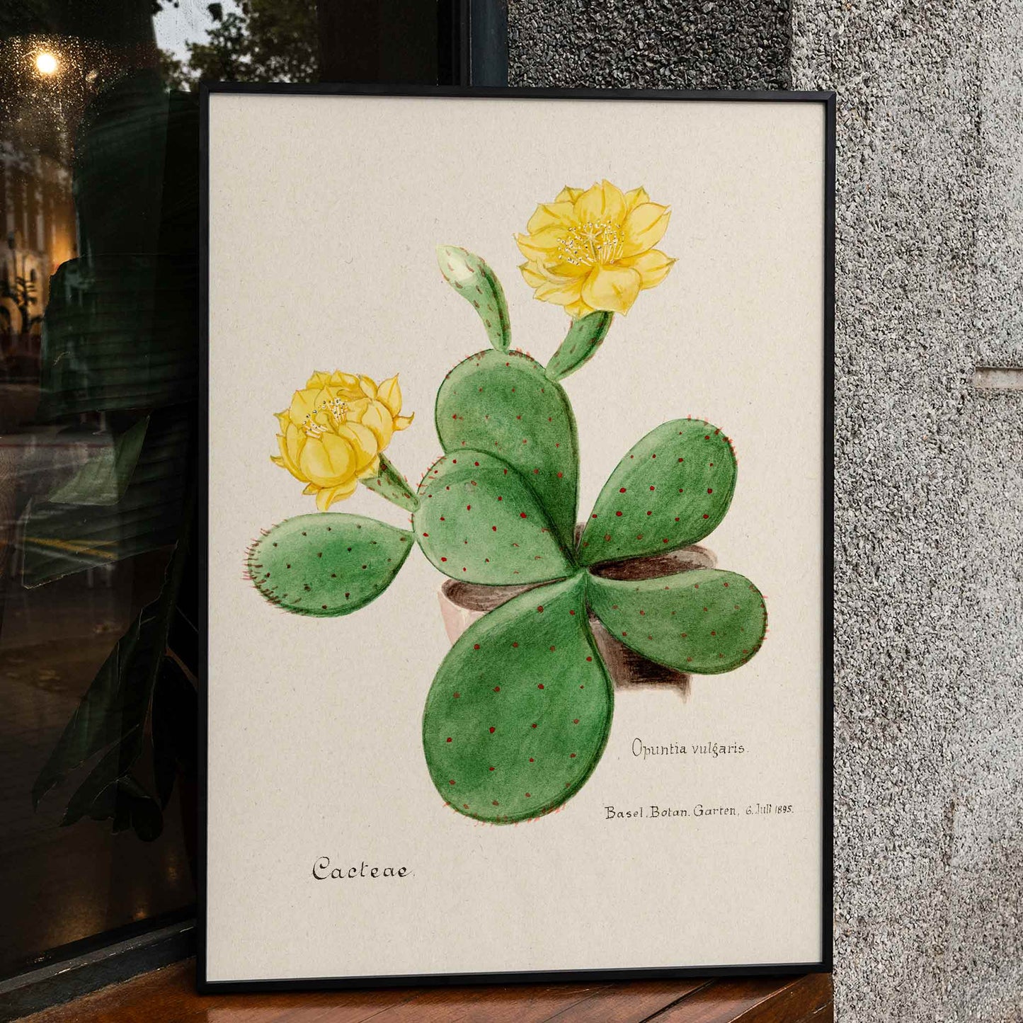Botanical illustration poster of Eastern Prickly Pear cactus with yellow flowers by Familie Der Cacteen, framed and displayed in home decor
