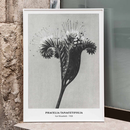 Phacelia tanacetifolia botanical close-up by Karl Blossfeldt detailed floral photography and artwork poster, framed and displayed in home decor