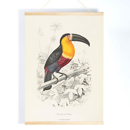 Colorful Toucan du Para perched on a branch poster artwork by Georges Louis Leclerc, with wooden magnetic frame on white background