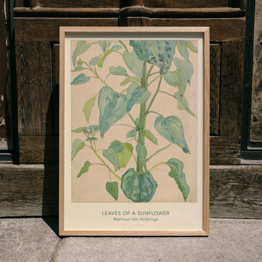 Botanical watercolor illustration of sunflower leaves by Martinus van Andringa detailed artwork poster, framed and displayed in home decor