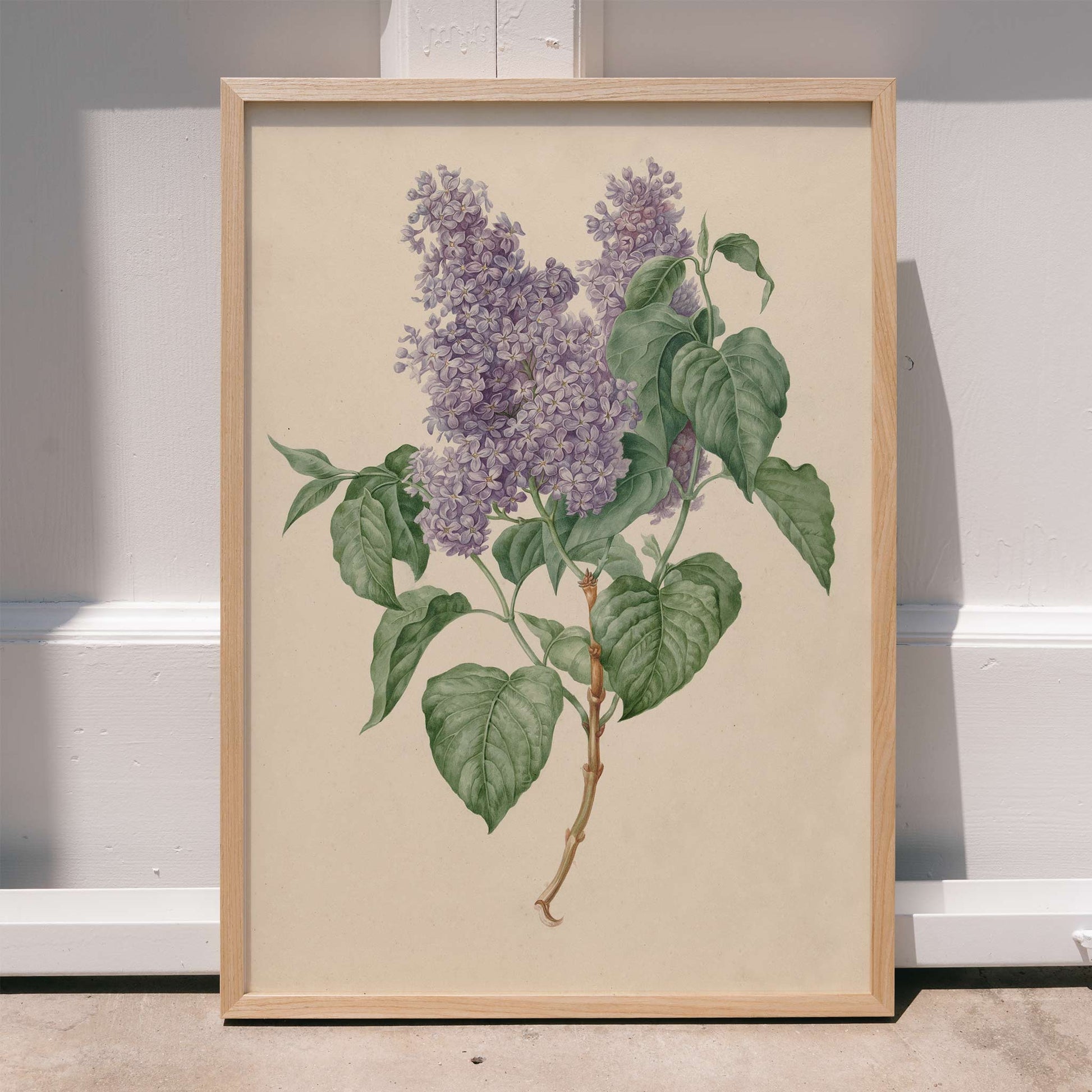Botanical illustration poster of purple lilacs with green leaves titled Purple Lilacs by Maria Geertruida Barbiers-Snabilie, framed and displayed in home decor