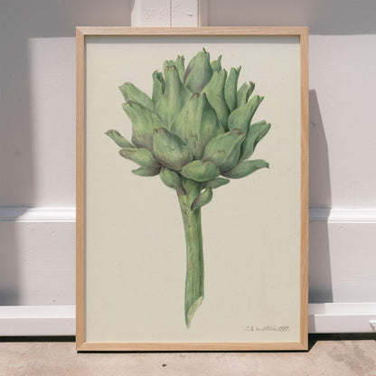 Botanical illustration poster of a green artichoke by Jean Bernard detailed artwork, framed and displayed in home decor