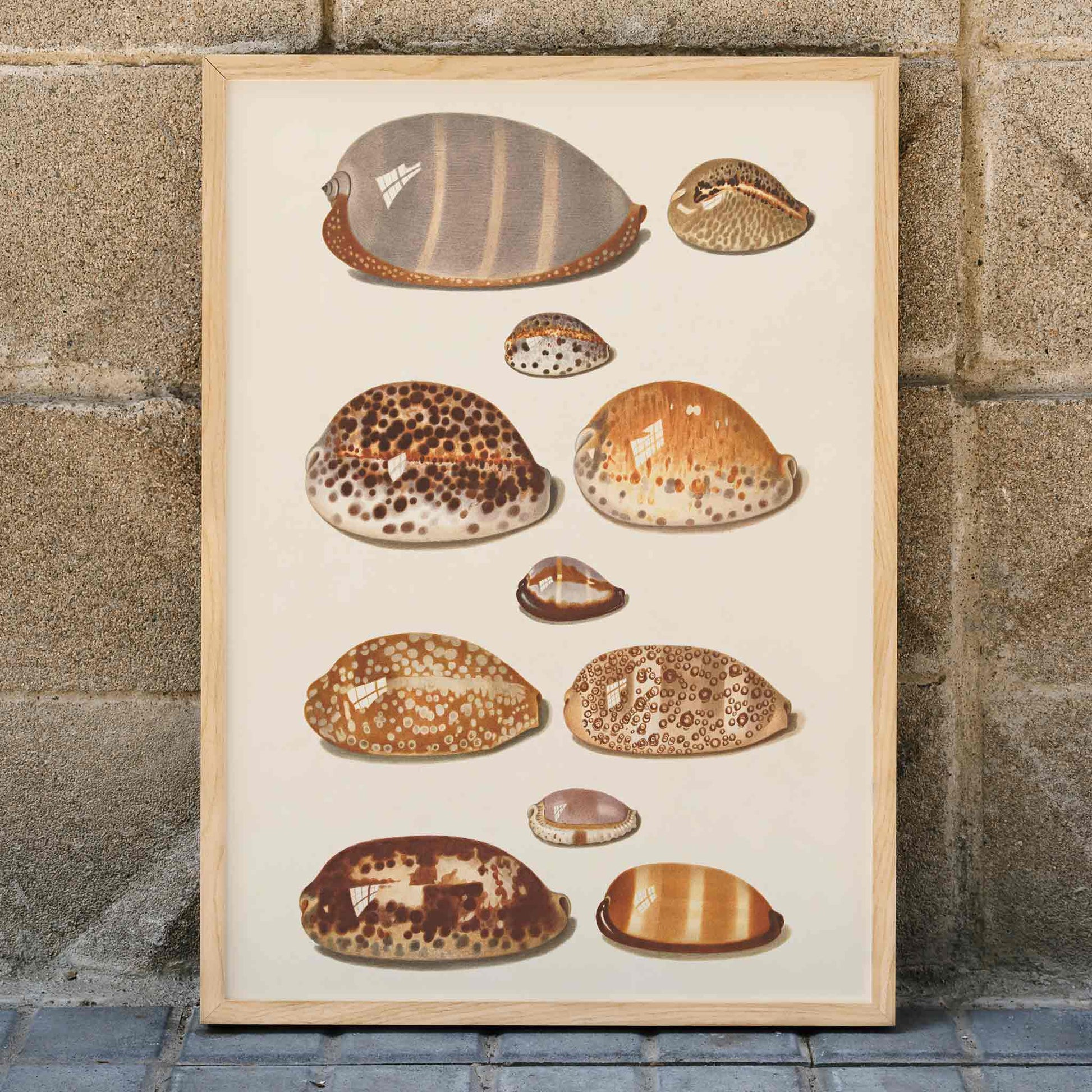 Illustration and poster of eleven detailed tropical shells artwork by Johann Gustav Hoch, framed and displayed in modern living room decor